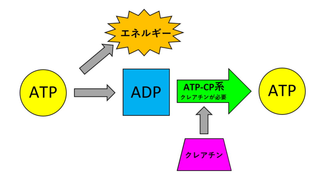 クレアチン説明図