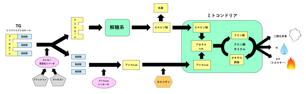 脂肪燃焼の仕組み図