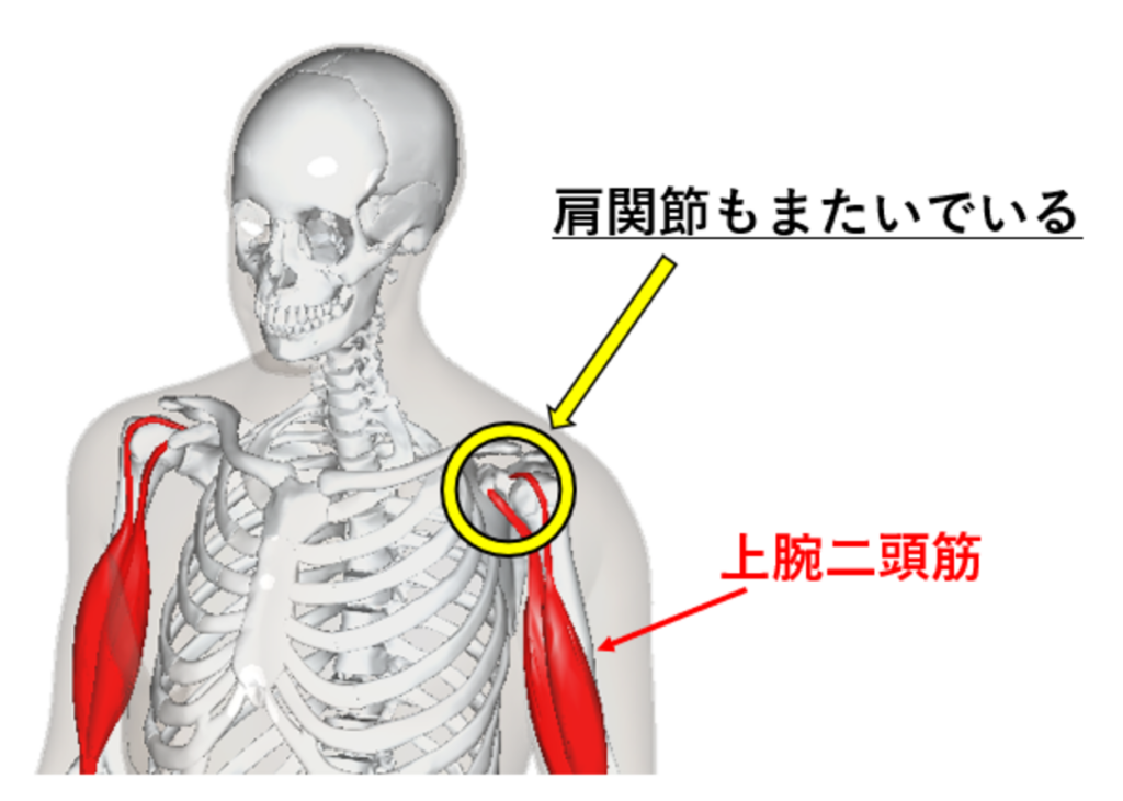 上腕二頭筋が肩関節を跨いでいる説明