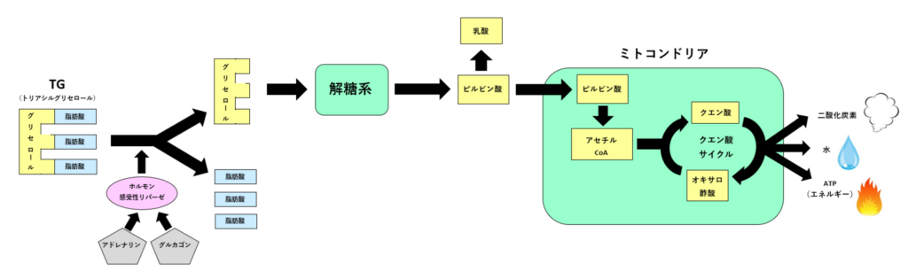 クエン酸回路説明