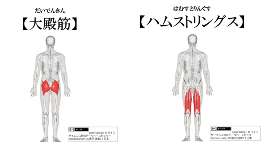 大殿筋・ハムストリングス