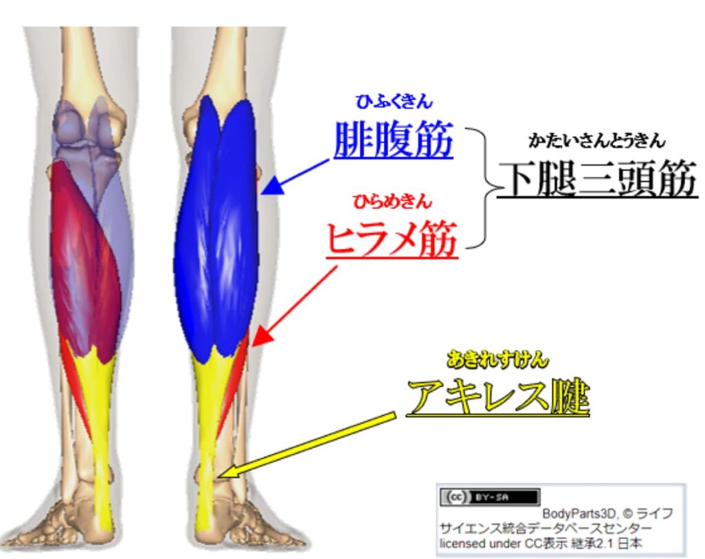 下腿三頭筋の説明