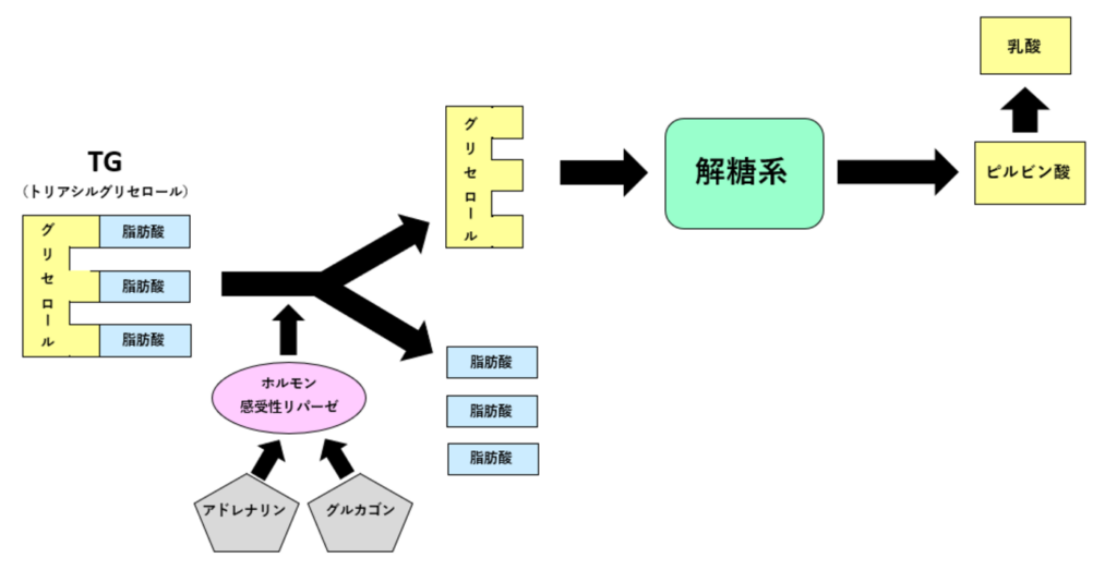 乳酸説明図