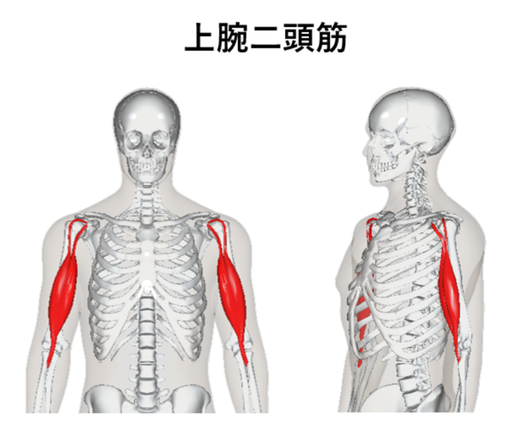 上腕二頭筋