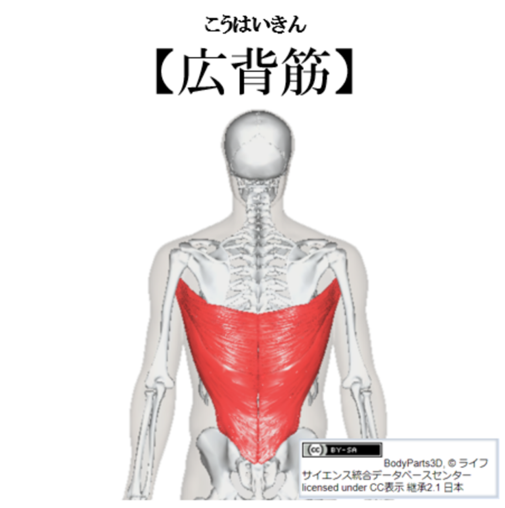 広背筋