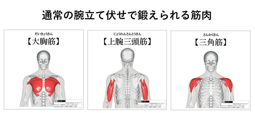 腕立て伏せで鍛えられる筋肉